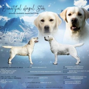 Labrador retriver