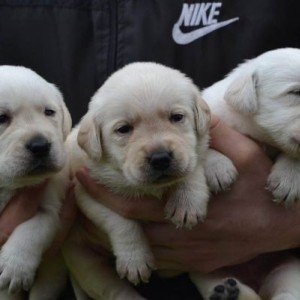 Labrador retriver