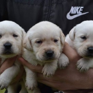 Labrador retriver