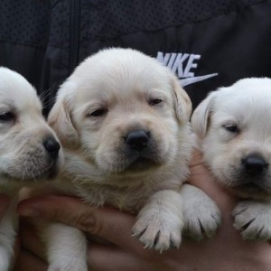 Labrador retriver