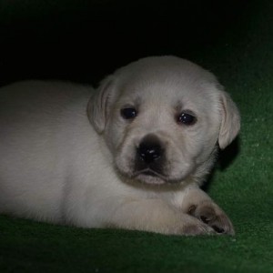Labrador retriver