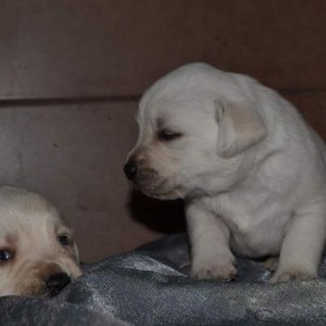 Labrador retriver