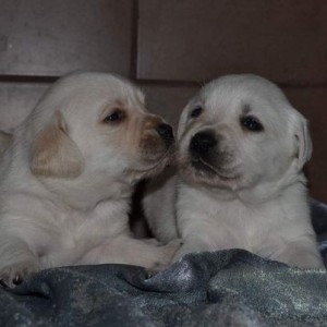 Labrador retriver