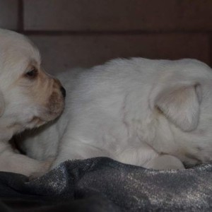 Labrador retriver