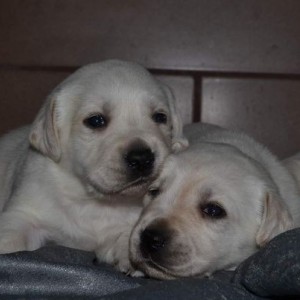 Labrador retriver