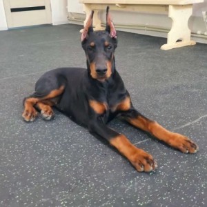 Rotvajler i Doberman stenci na prodaju