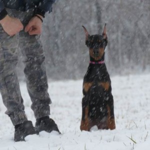 Doberman štenci