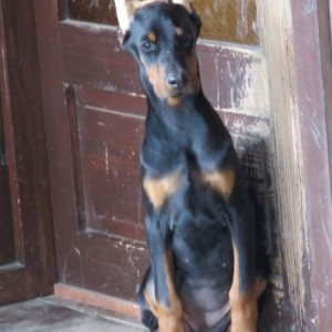 Doberman štenci
