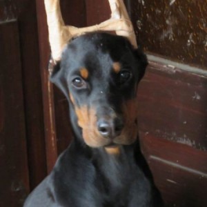 Doberman štenci