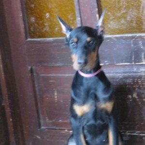 Doberman štenci