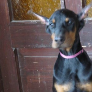 Doberman štenci