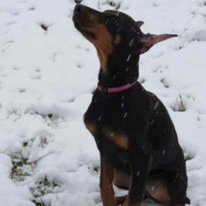 Doberman štenci
