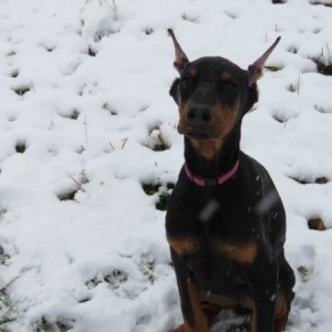 Doberman štenci