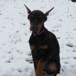 Doberman štenci