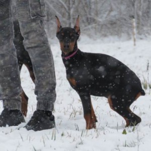 Doberman štenci