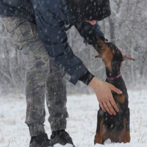 Doberman štenci