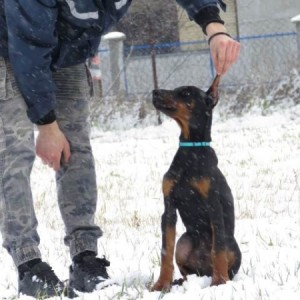 Doberman štenci