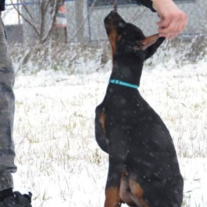 Doberman štenci