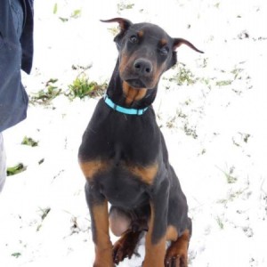Doberman štenci