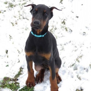 Doberman štenci