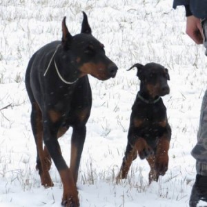 Doberman štenci