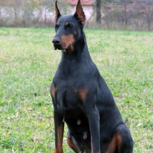 Doberman štenci