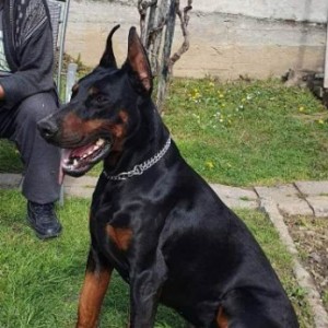 Doberman štenci
