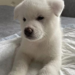 Akita inu japanska i Americka stenci