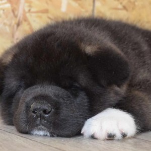Akita inu japanska i Americka stenci