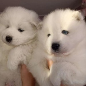 Samojed i Sibirski haski stenci