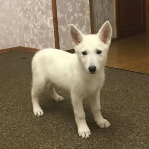 Svajcarski beli ovcar i Skotski ovcar stenci
