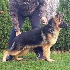 Nemački ovčar, štenci