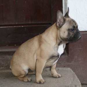 Francuski buldog žensko štene