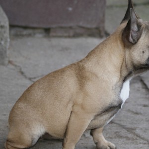 Francuski buldog žensko štene