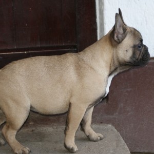 Francuski buldog žensko štene