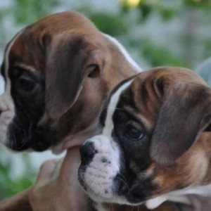 Nemacki boxer i Nemacki ovcar stenci