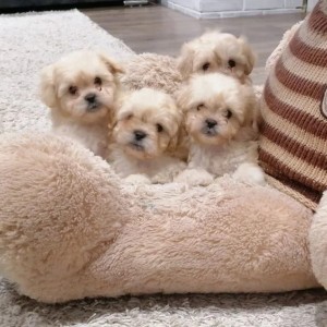 Skotski terijer i Maltipoo terijer stenci