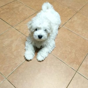 Francuski buldog i Coton de tulear stenci