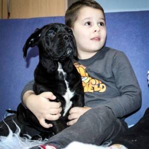 Cane Corso Kane Korso štenci