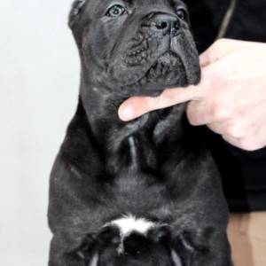Cane Corso Kane Korso štenci