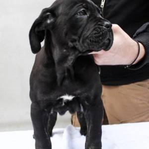 Cane Corso Kane Korso štenci
