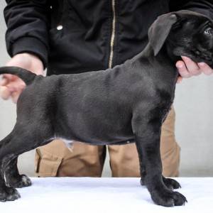 Cane Corso Kane Korso štenci