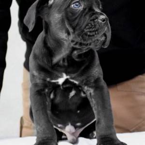 Cane Corso Kane Korso štenci