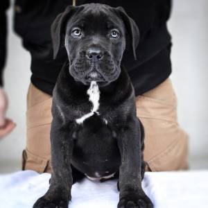 Cane Corso Kane Korso štenci