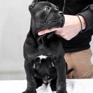 Cane Corso Kane Korso štenci