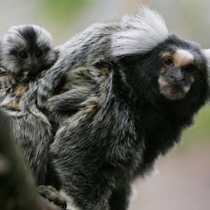 Marmoset majmun