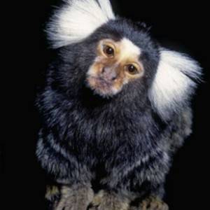 Marmoset majmun