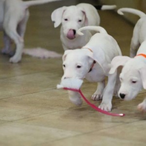 Dogo argentino i Bulterijer stenci
