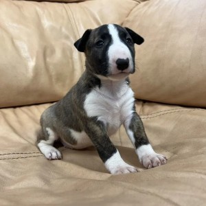 Dogo argentino i Bulterijer stenci
