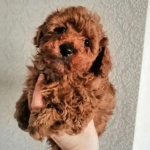Toy pudle u svim bojama